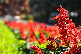 花卉,花園,植物園