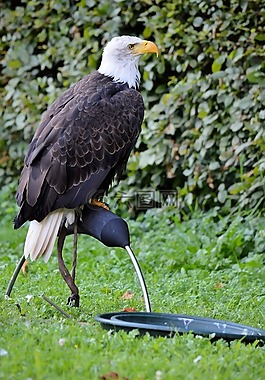鷹,鳥,狩獵