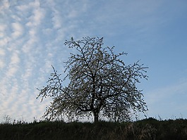 櫻花,天空,櫻桃