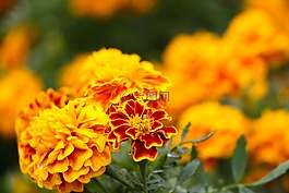 橙色,花卉,橙花