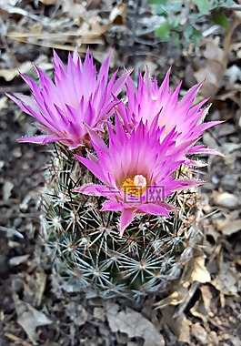仙人掌花,湯姆斯刺星仙人掌,花
