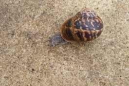 蝸牛,動物,性質(zhì)