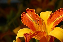 百合,黃花菜,開(kāi)花