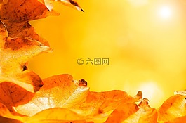 葉子,秋,枝杈