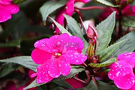 利拉斯,花卉,丁香花