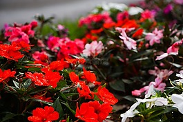 紅色,花園,性質(zhì)