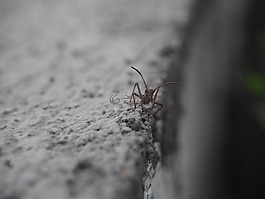 昆蟲,宏,關閉