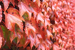 秋季,葉子,紅色