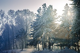 雪,冬季,樹