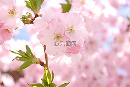觀賞櫻花,鮮花,粉紅色