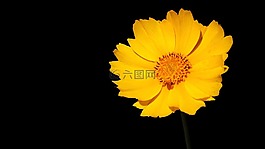 花卉,黃色,性質(zhì)