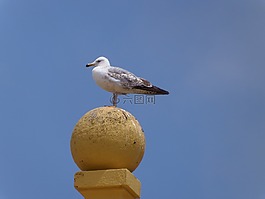 海鷗,鳥(niǎo),動(dòng)物