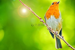 鳥,動物,飛行員