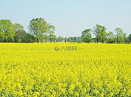 字段,油菜,油菜籽場