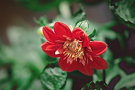 開(kāi)花,花,橙