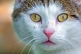 可愛的,動物,背景