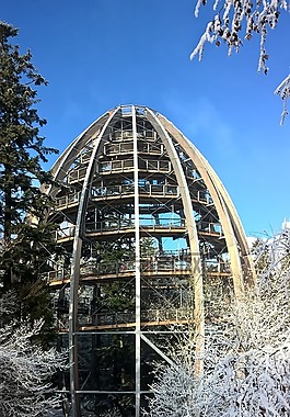 森林,冬天,雪