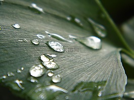銀杏,滴水滴,葉