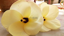 花,熱帶,自然