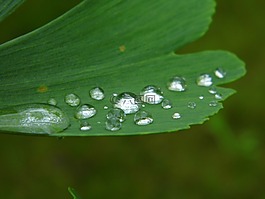 銀杏,滴水滴,葉