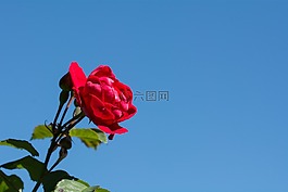 玫瑰,花,紅色