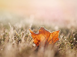 葉,自然,草