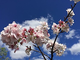 花,粉紅色,春