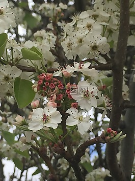 花,春,芽