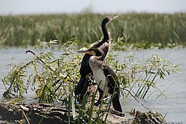 野生,自然,野生動物
