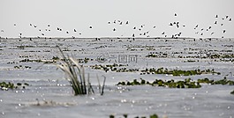 野生,自然,野生動物
