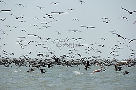 野生,自然,野生動物