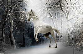 動物,馬,性質(zhì)