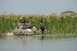 野生,自然,野生動物
