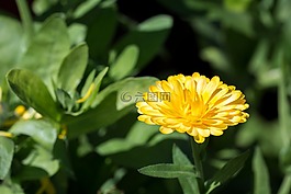 花,黃色,黃色花