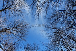 樹(shù),森林,景觀