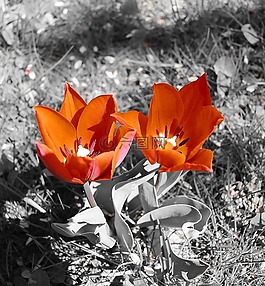郁金香,鮮花,紅色