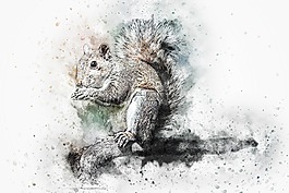 松鼠,動物,藝術