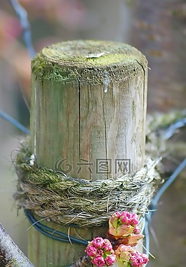 開(kāi)花,花卉,木