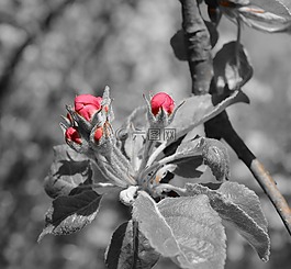 開花,芽,紅色
