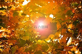 葉,紅色,葉子