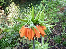 帝冠,開花,橙