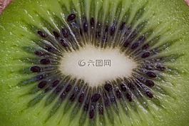 獼猴桃,水果,維生素