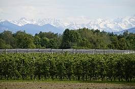 上部 swabia,果樹栽培,蘋果樹
