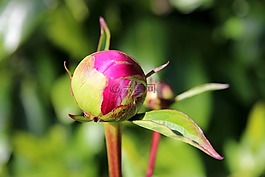 牡丹,芽,春天