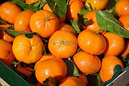 柑橘,水果,維生素