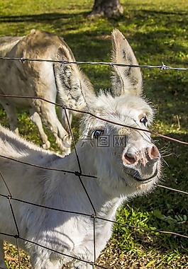 動物,農場,年輕