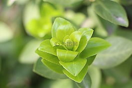 葉,植物,木材
