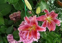 粉紅色,百合花,春