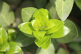 葉,植物,木材