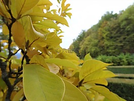 性質(zhì),樹,景觀